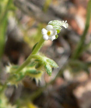 Image of broadfruit combseed