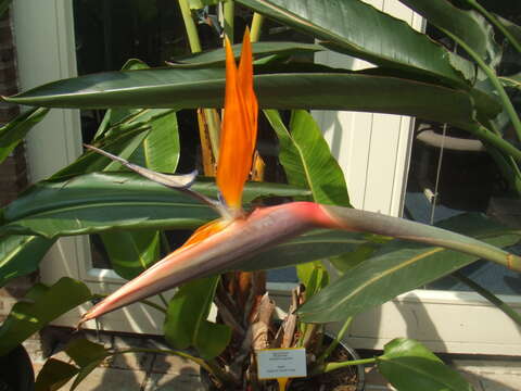 Image of Bird of paradise plant