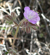 Image of Death Valley phacelia