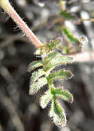 Image of Death Valley phacelia