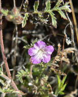 Image of Death Valley phacelia