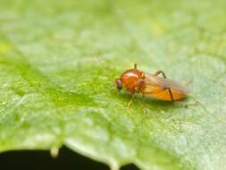 Image of Palpomyia pseudorufa Grogan & Wirth 1975