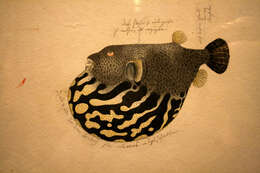 Image of Japanese Pufferfish