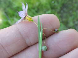 Image of annual blue-eyed grass