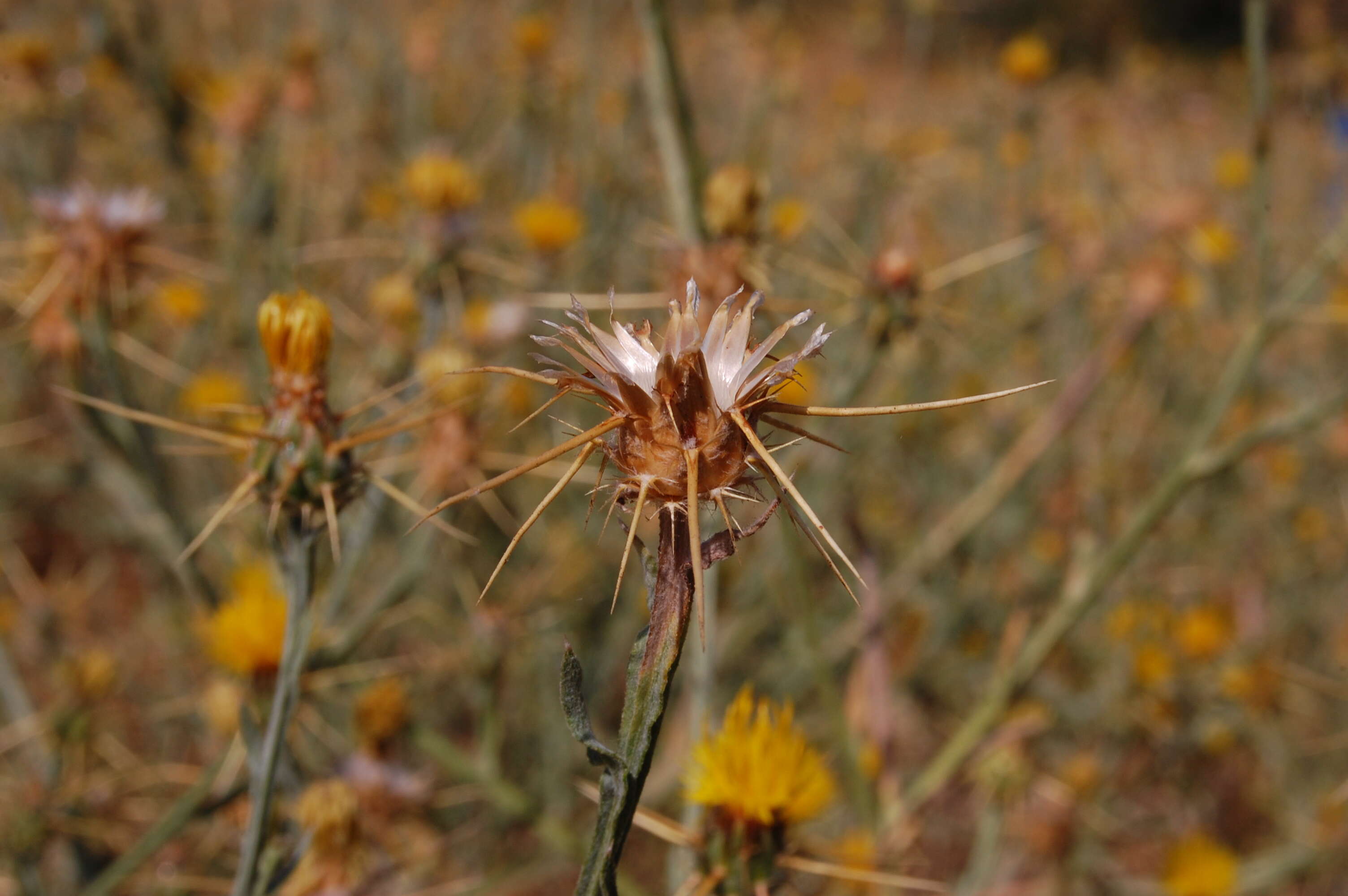 Image of yellow star-thistle