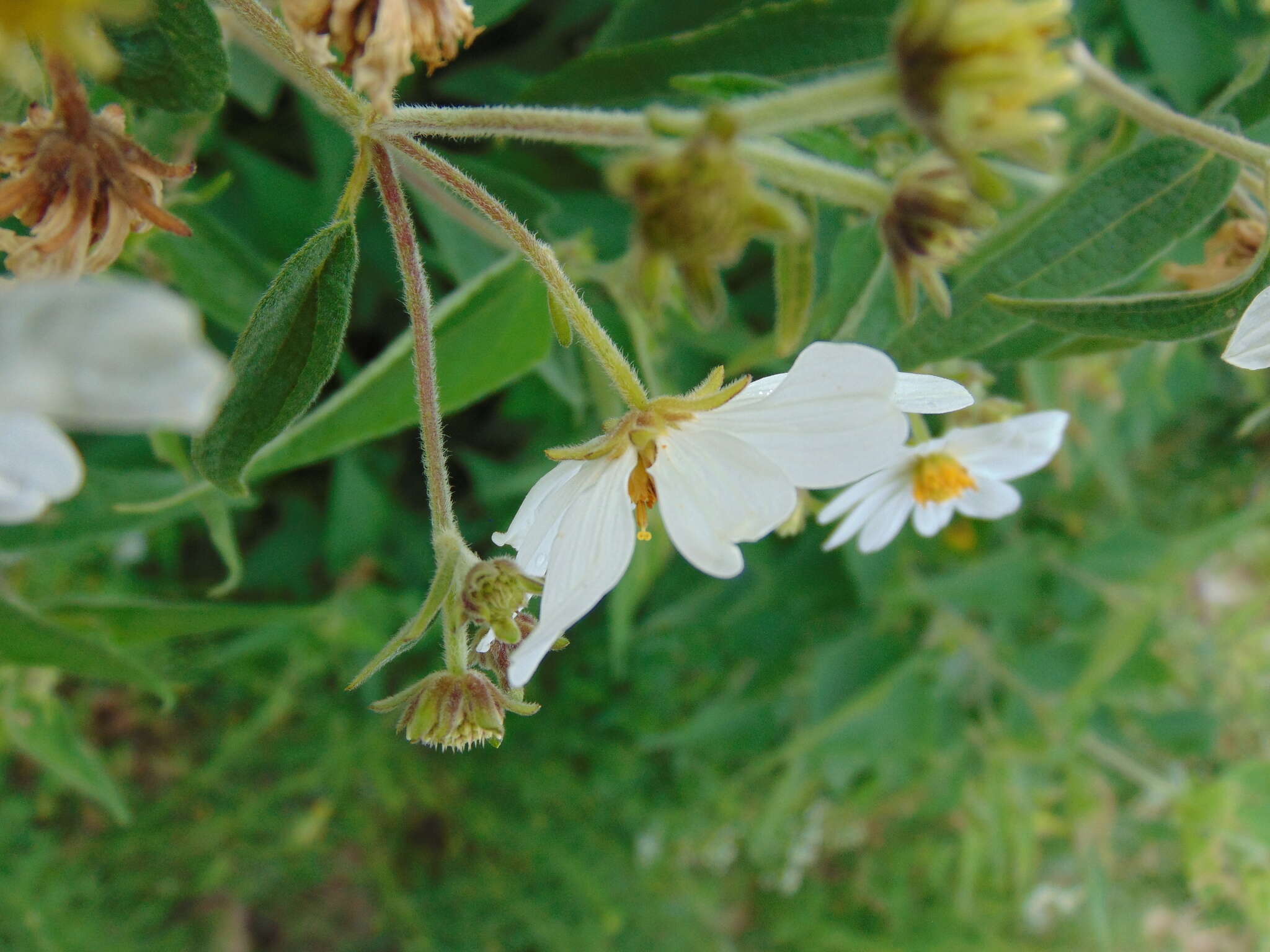 Image of Montanoa leucantha (Lag. & Segura) S. F. Blake