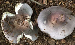 Image of Russula ionochlora Romagn. 1952