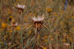 Image of yellow star-thistle