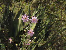 Image of Dahlia apiculata (Sherff) P. D. Sorensen