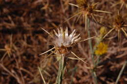 Image of yellow star-thistle