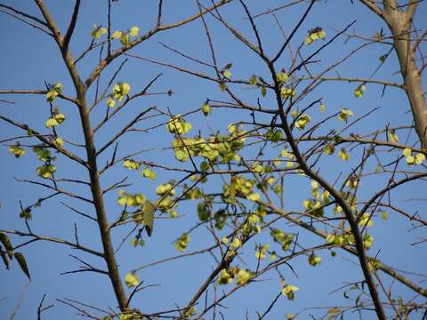 Holoptelea integrifolia (Roxb.) Planch. resmi