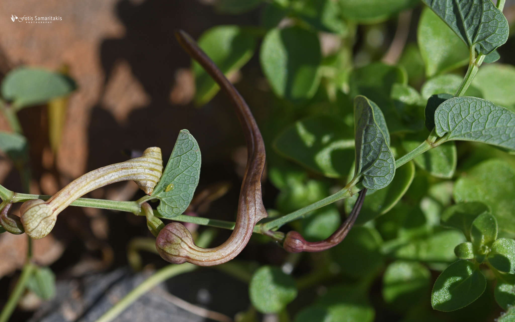 Image of Aristolochia parvifolia Sm.