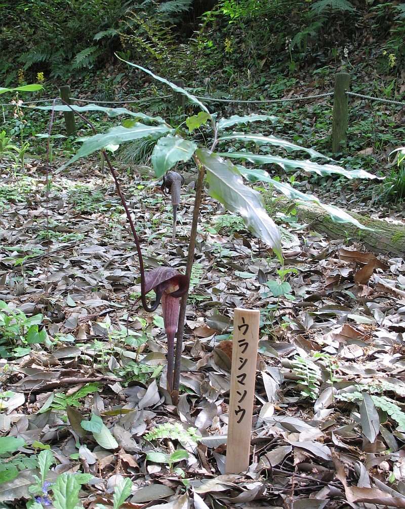 Image of Arisaema thunbergii subsp. urashima (H. Hara) H. Ohashi & J. Murata