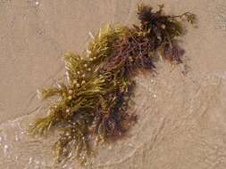 Слика од Sargassum muticum