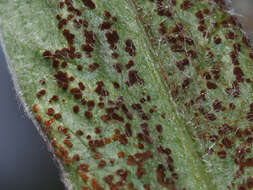 Imagem de Puccinia montana Fuckel 1874