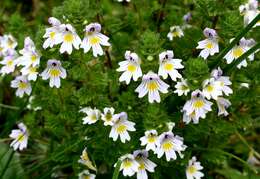 Imagem de Euphrasia officinalis subsp. officinalis