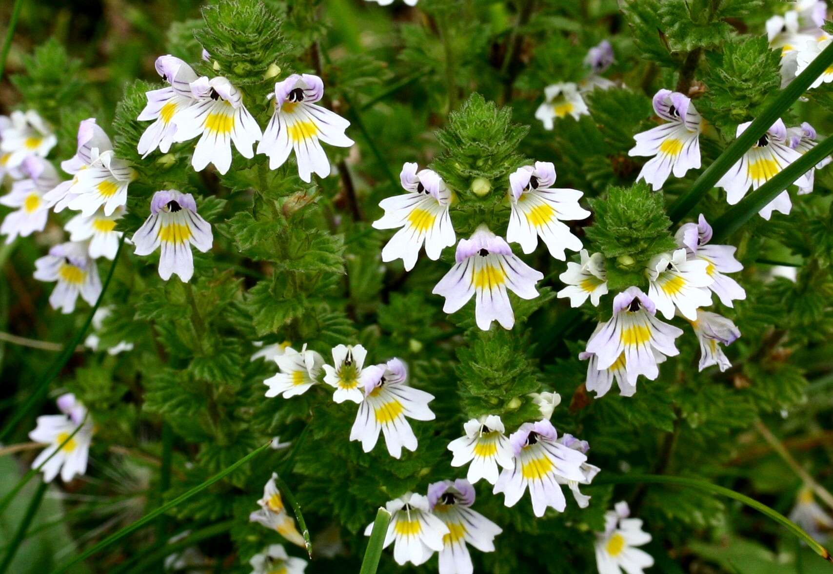 Imagem de Euphrasia officinalis subsp. officinalis