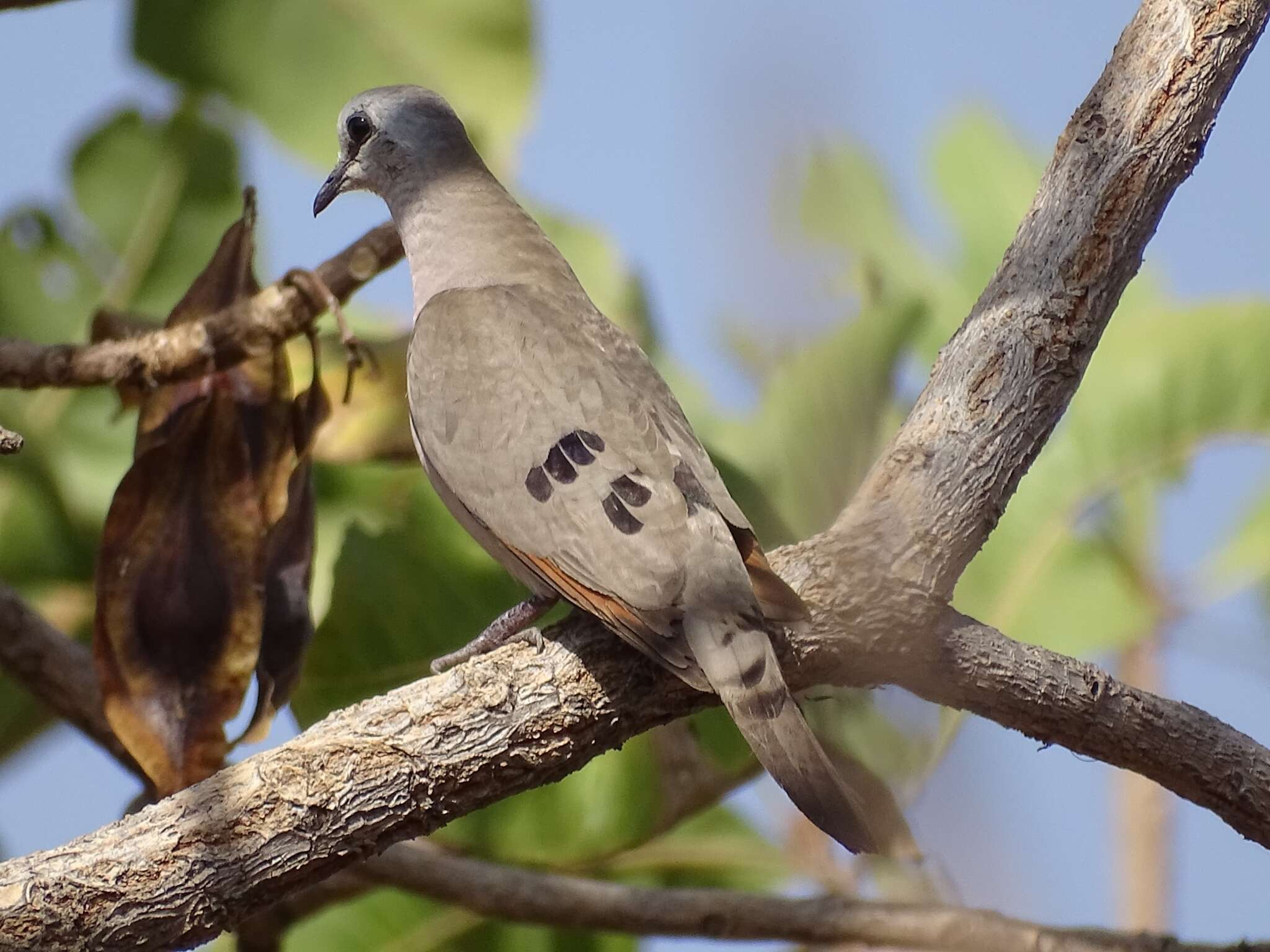 Image of Black-billed Dove