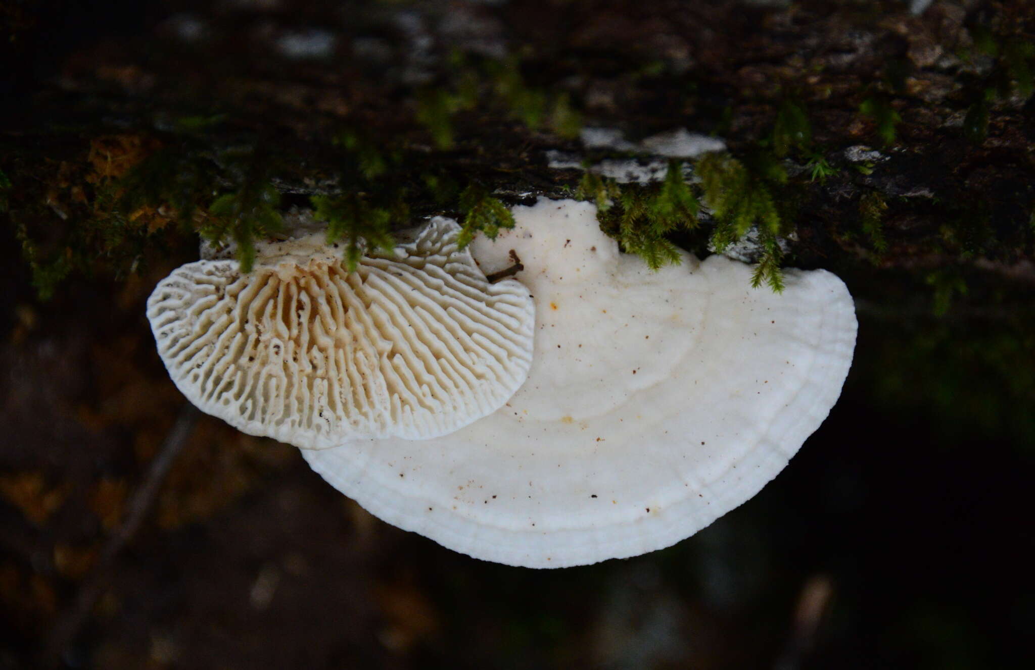 Image of Trametes vespacea (Pers.) Zmitr., Wasser & Ezhov 2012