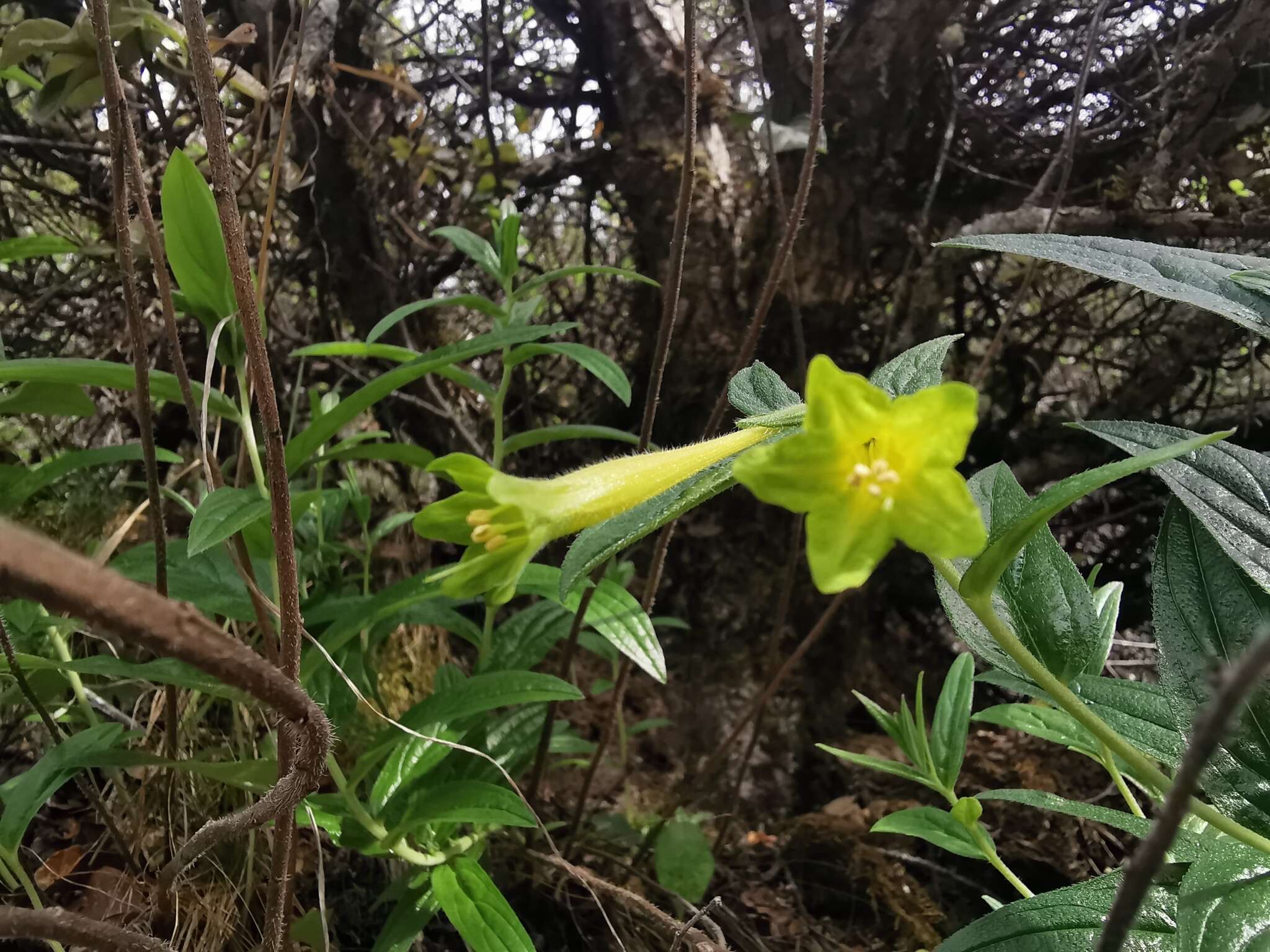 Слика од Lithospermum notatum (I. M. Johnst.) J. I. Cohen