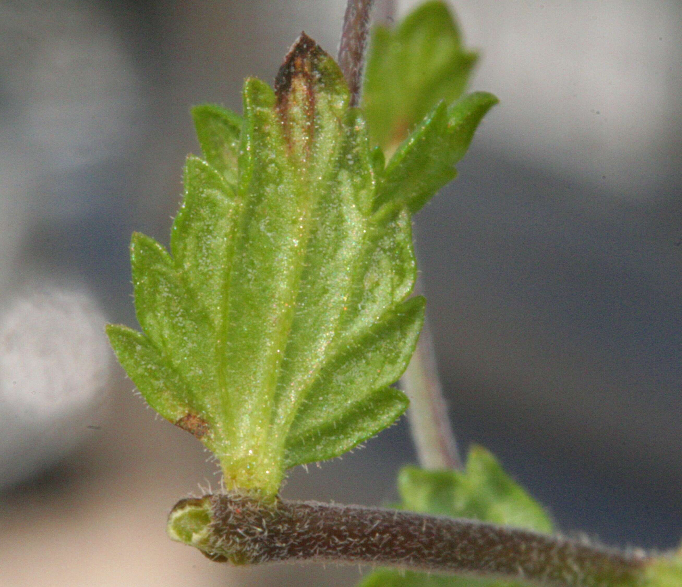 Imagem de Euphrasia officinalis subsp. officinalis