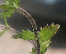 Imagem de Euphrasia officinalis subsp. officinalis