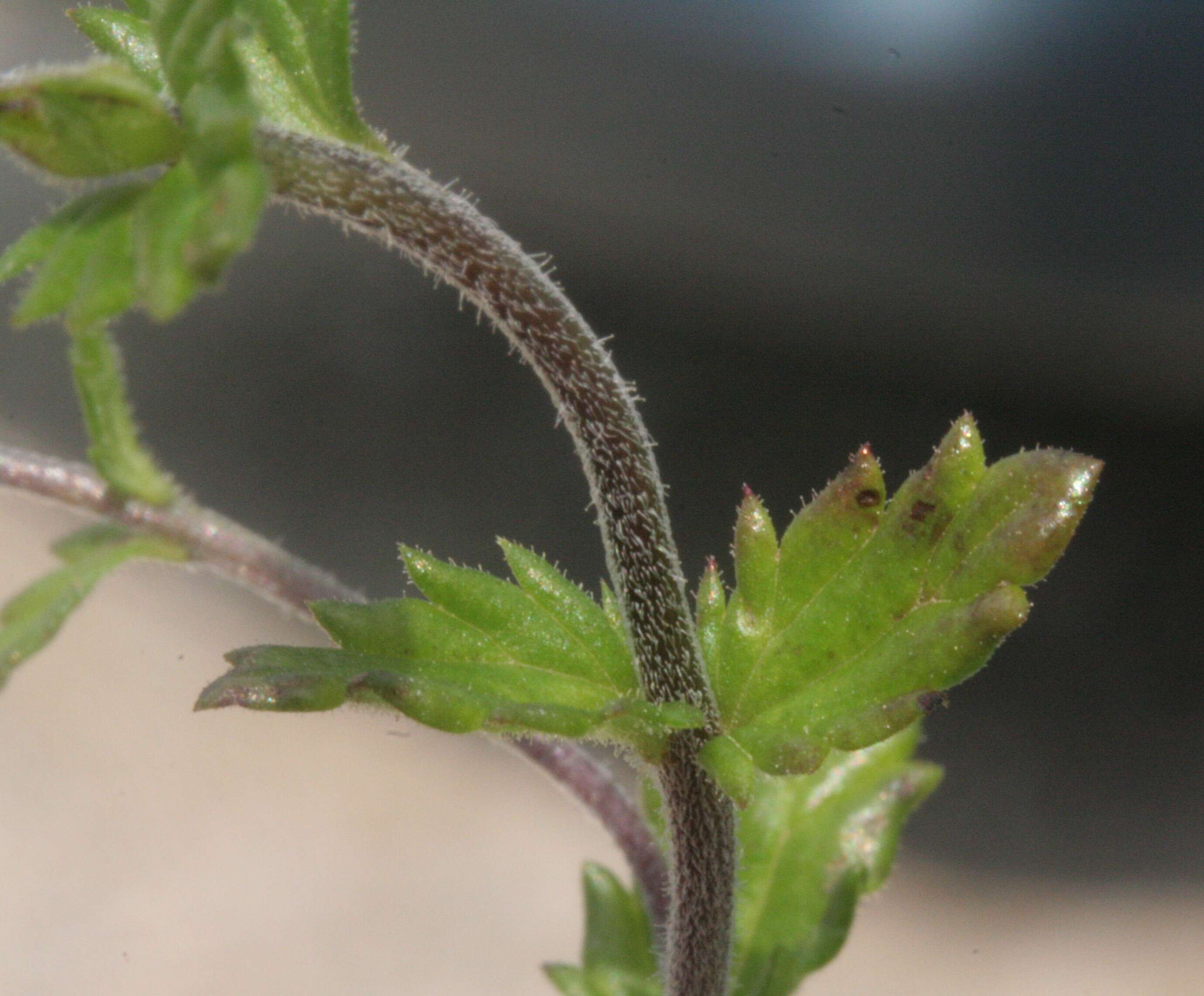 Imagem de Euphrasia officinalis subsp. officinalis