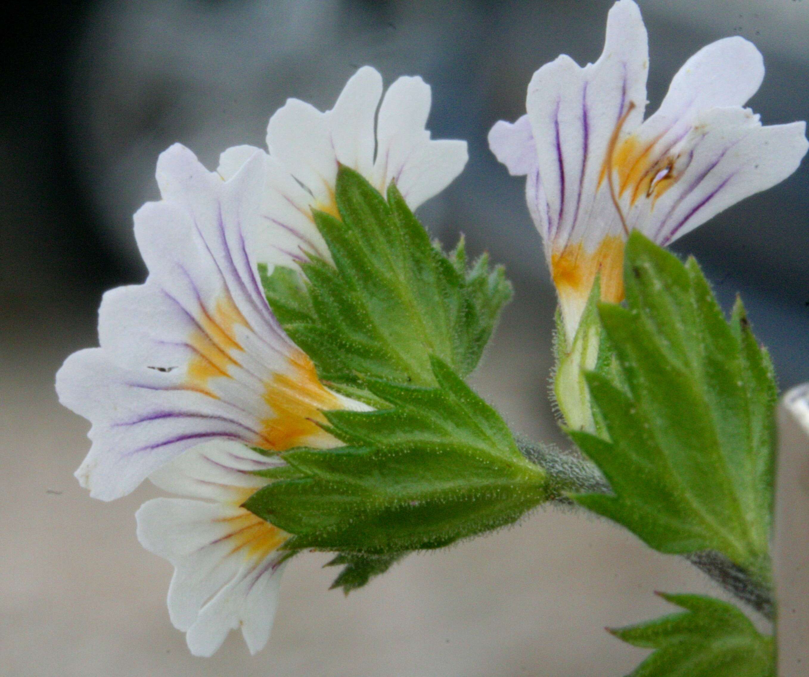 Imagem de Euphrasia officinalis subsp. officinalis