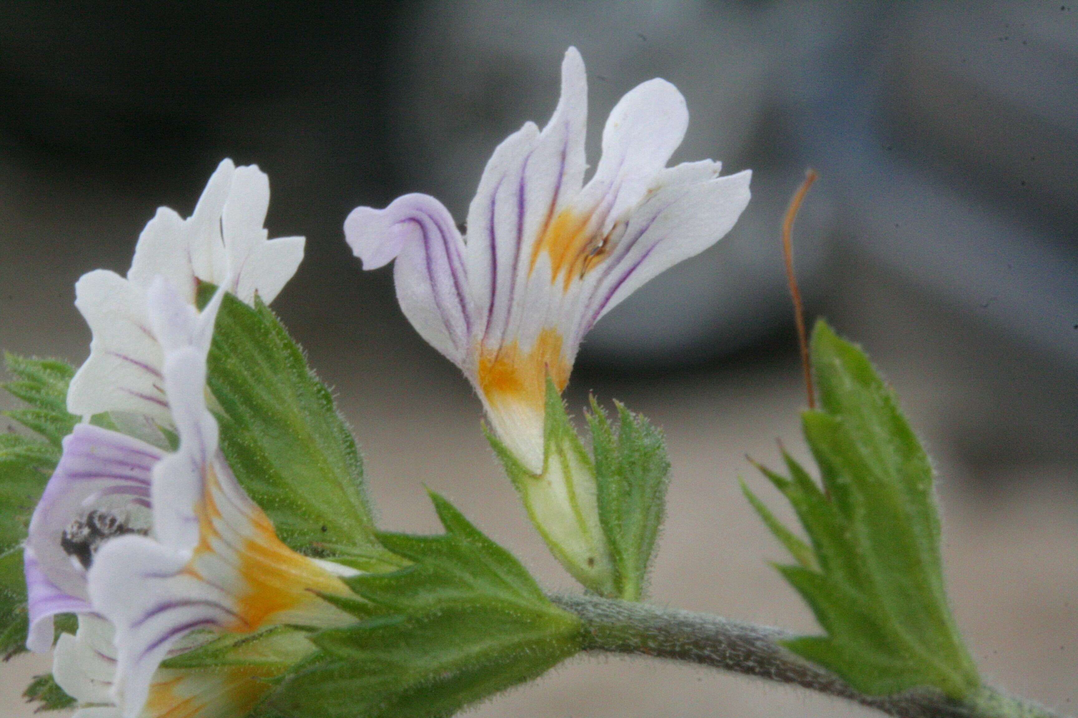 Imagem de Euphrasia officinalis subsp. officinalis