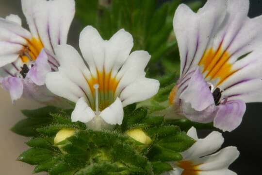 Imagem de Euphrasia officinalis subsp. officinalis