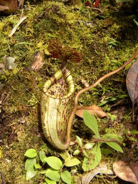 Слика од Nepenthes burbidgeae Hook. fil. ex Burb.