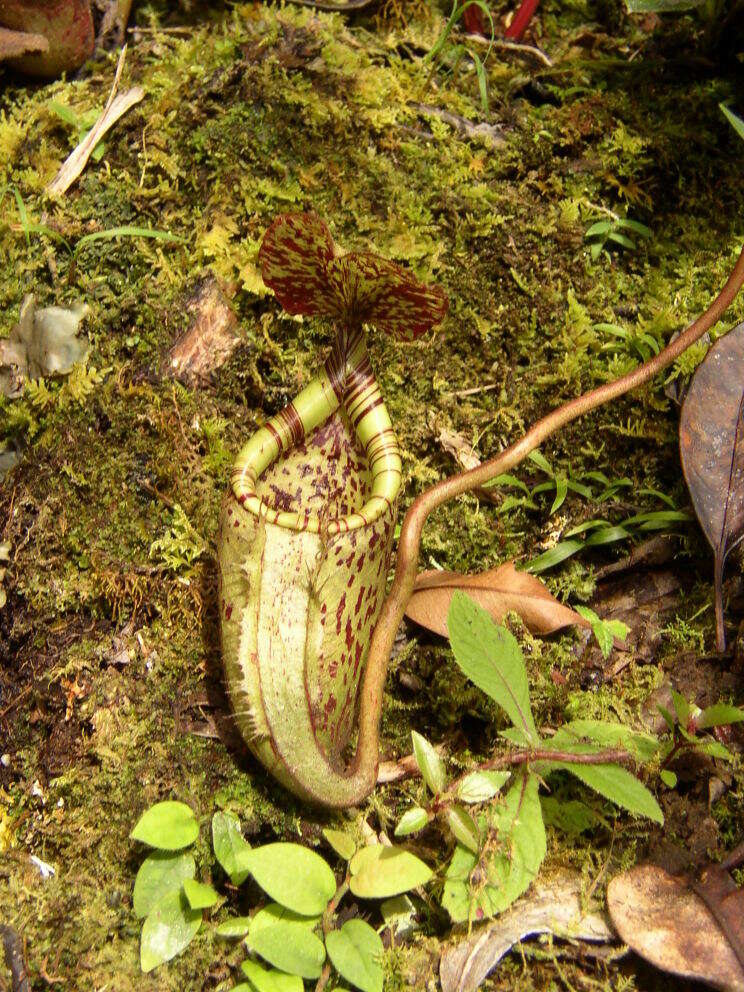 Слика од Nepenthes burbidgeae Hook. fil. ex Burb.