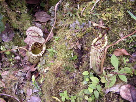 Image of Pitcher plant