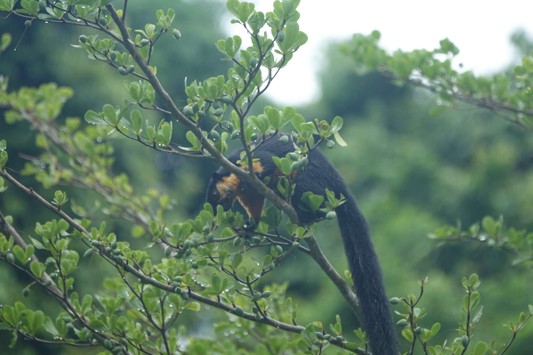 Image of Black Giant Squirrel