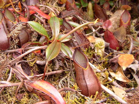 Слика од Nepenthes tentaculata Hook. fil.