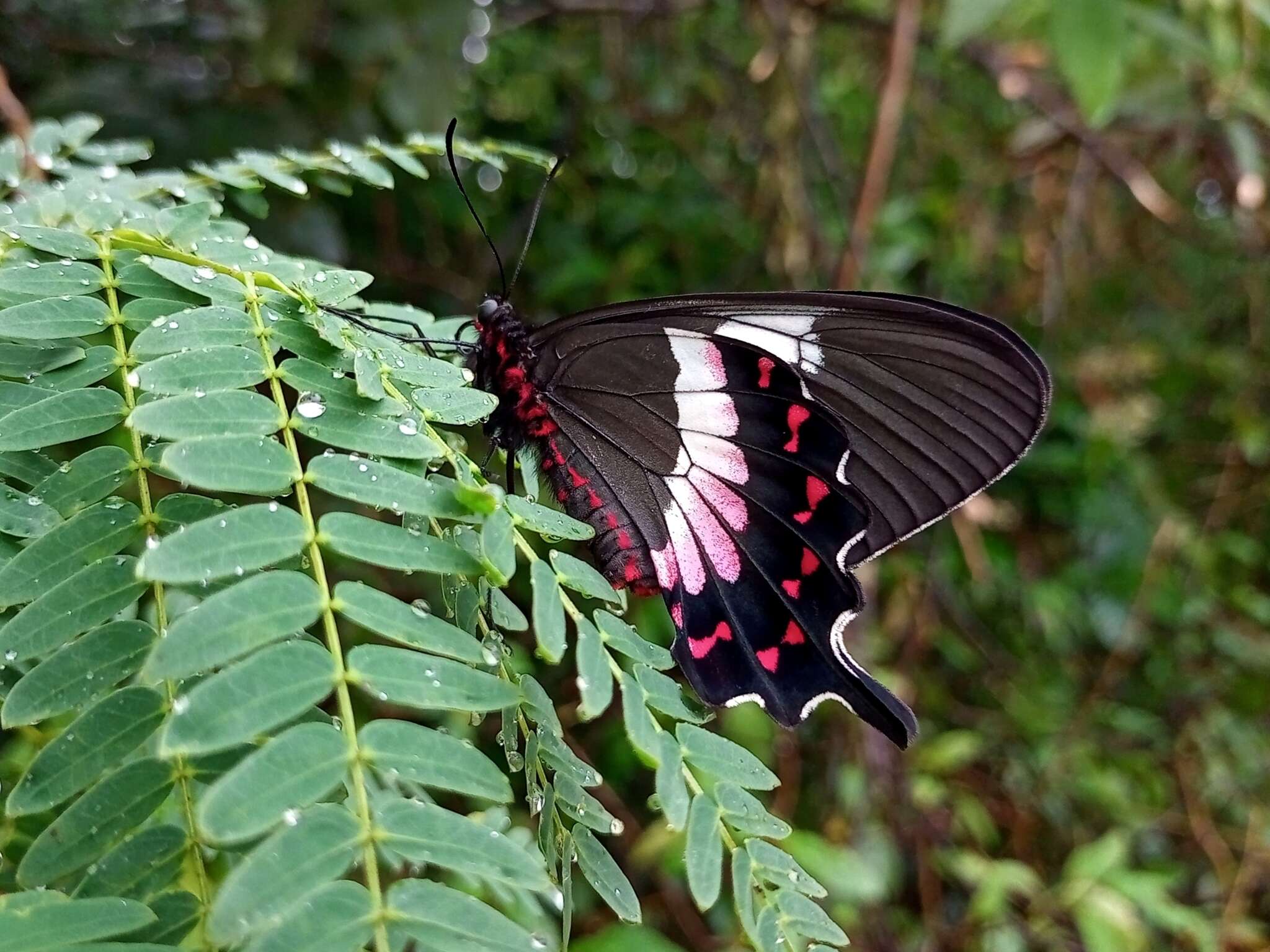 Parides ascanius (Cramer (1775)) resmi