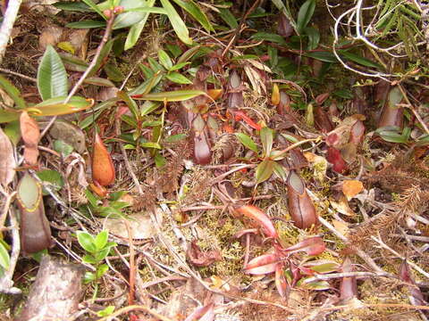 Слика од Nepenthes tentaculata Hook. fil.