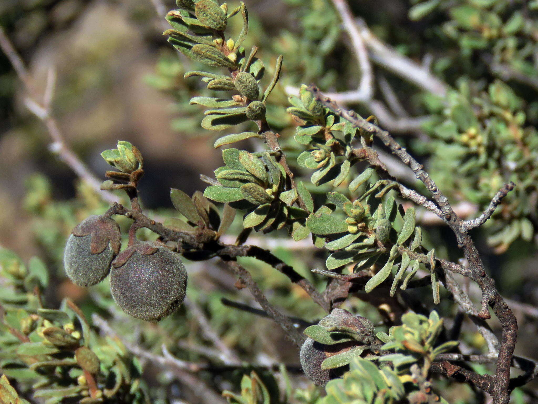 Sivun Diospyros pubescens var. microphylla (Burch.) kuva