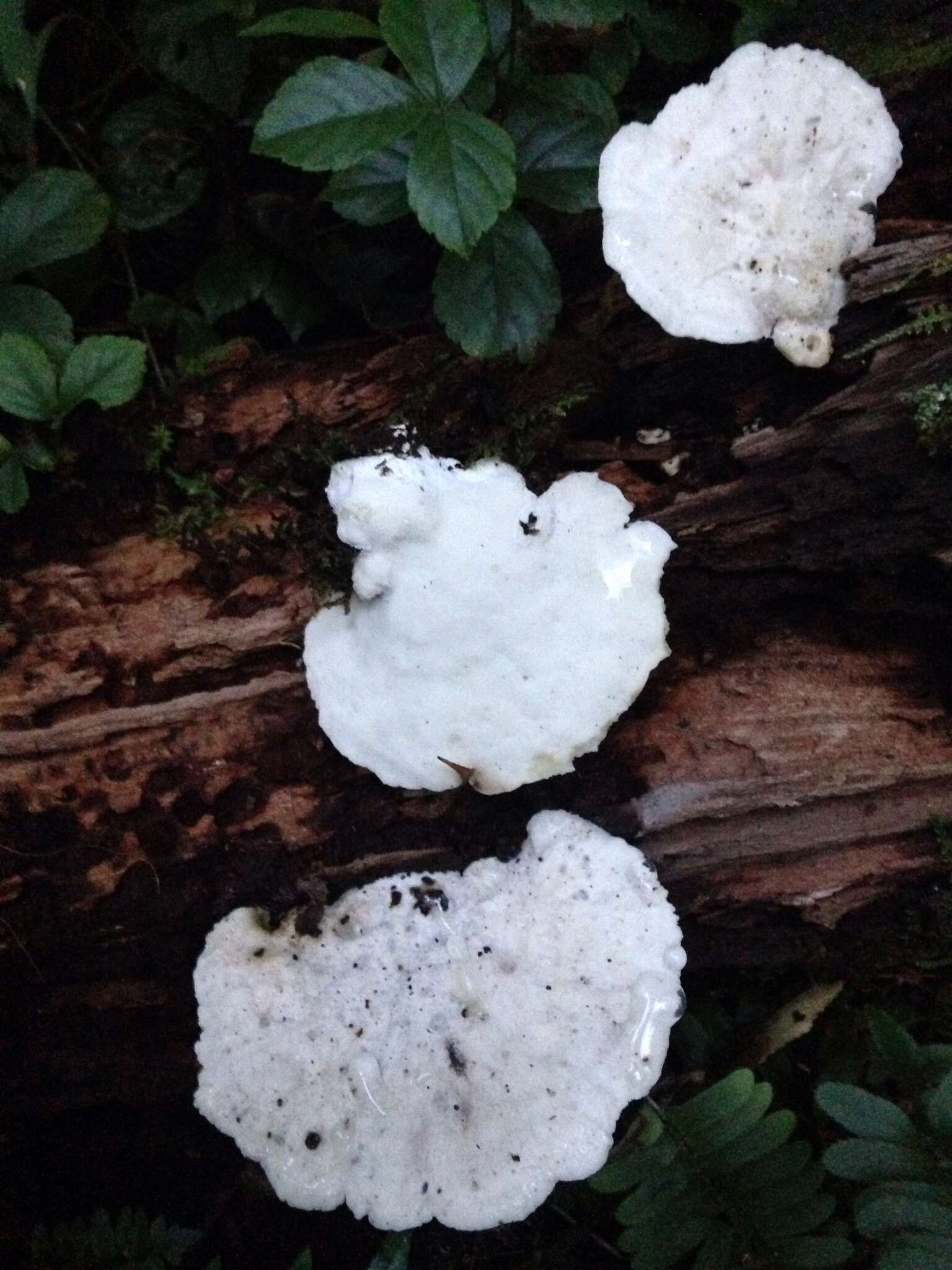 Image of White Cheese Polypore