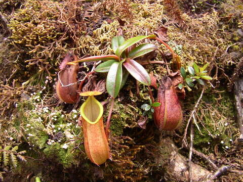 Слика од Nepenthes tentaculata Hook. fil.