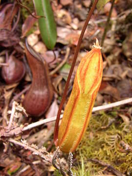 Слика од Nepenthes tentaculata Hook. fil.