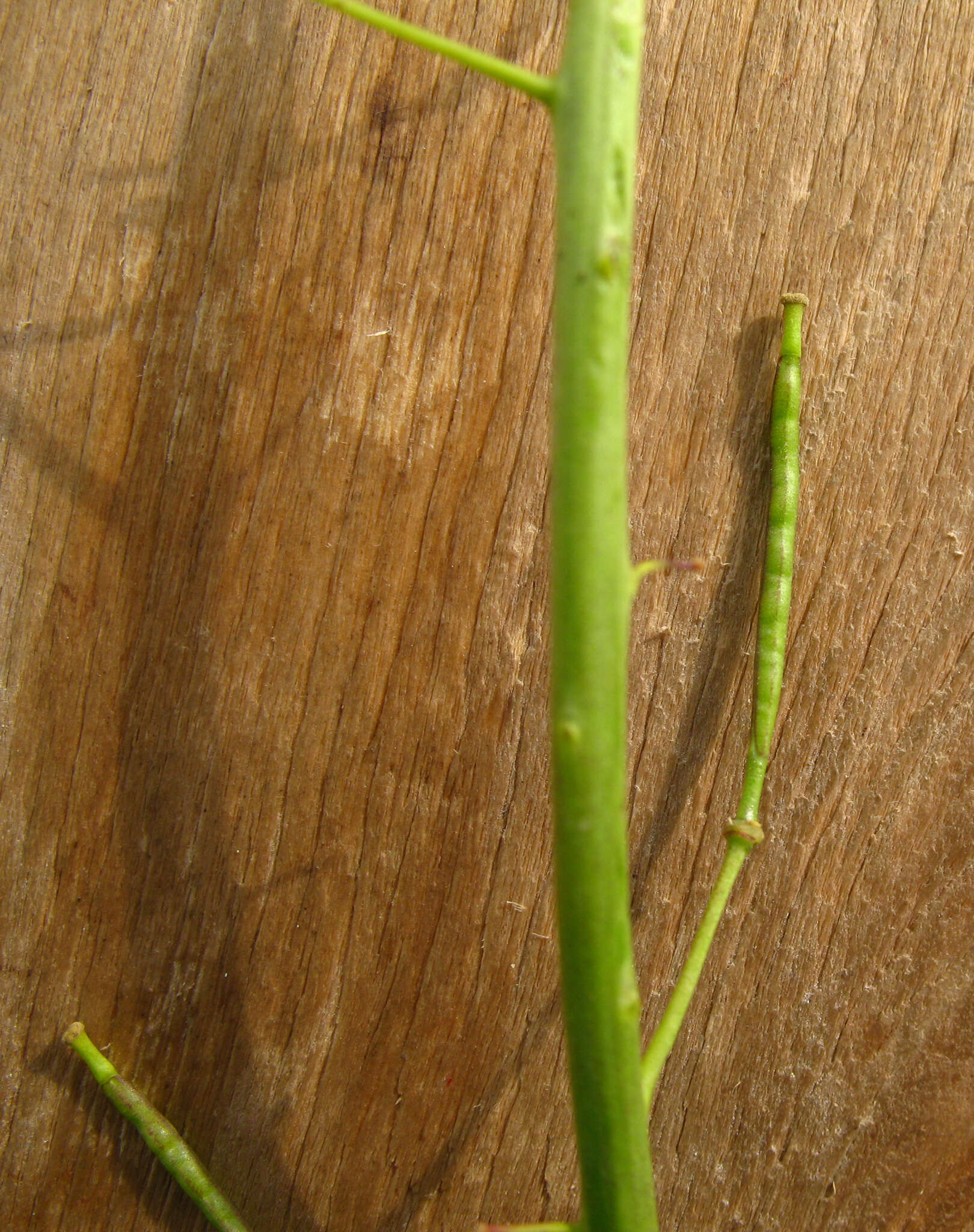 Imagem de Brassica elongata subsp. integrifolia (Boiss.) Breistr.
