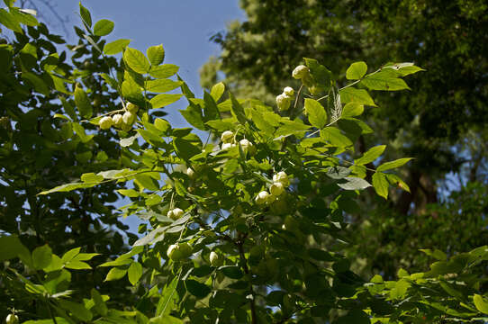 Image de arbre aux pistaches