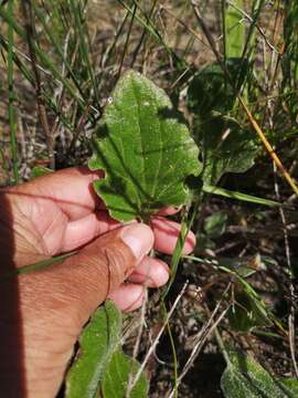 Image of Haplocarpha oocephala (DC.) J. P. B. Beyers