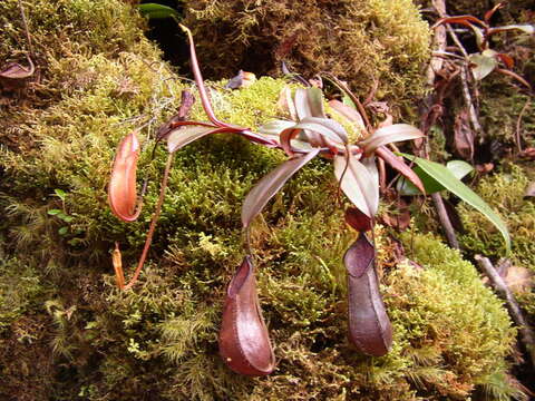 Слика од Nepenthes tentaculata Hook. fil.