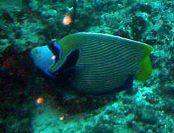 Image of Angelfish