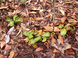 Image of Flask-Shaped Pitcher-Plant