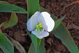 Image of Commelina platyphylla Klotzsch ex Seub.