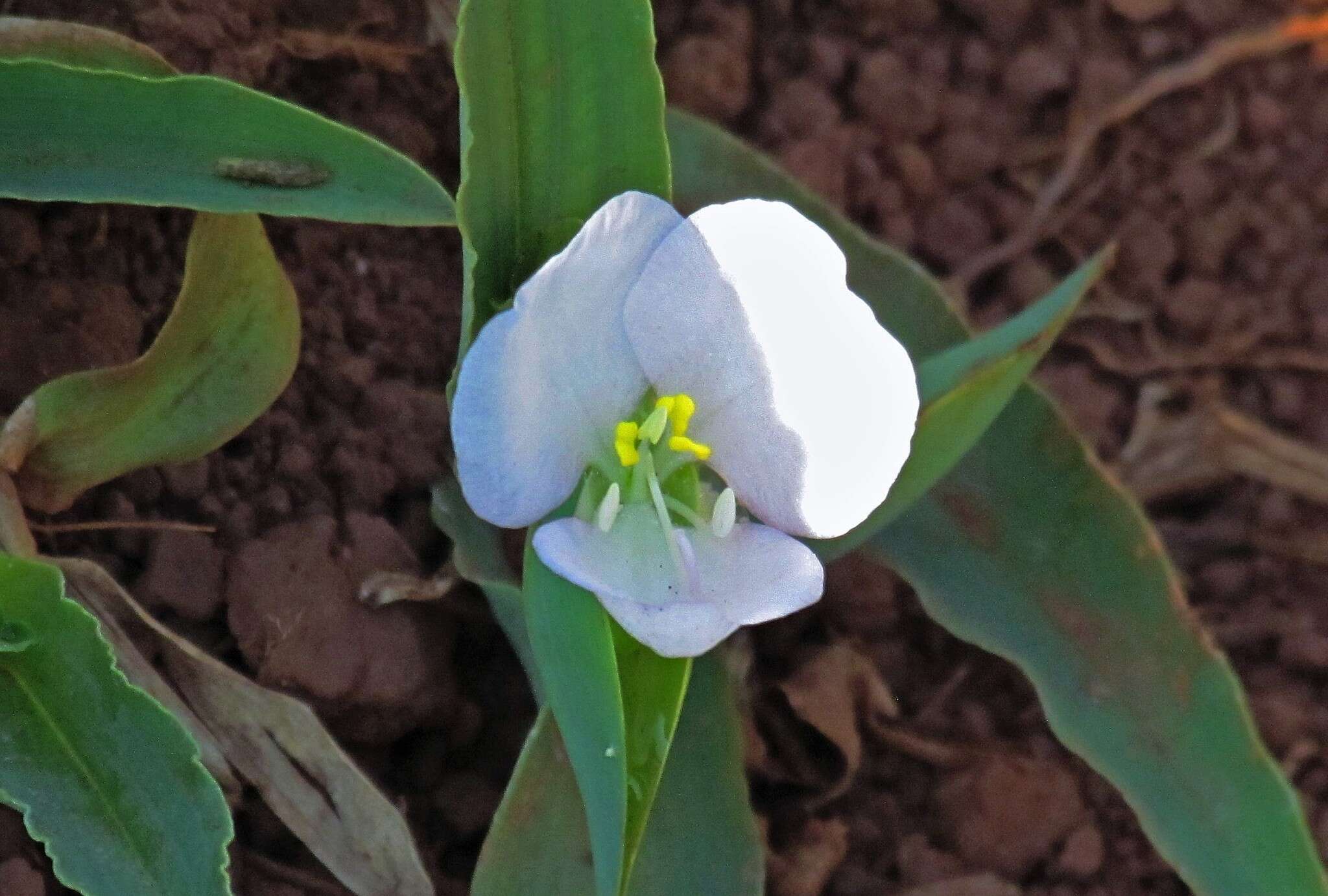 Слика од Commelina platyphylla Klotzsch ex Seub.