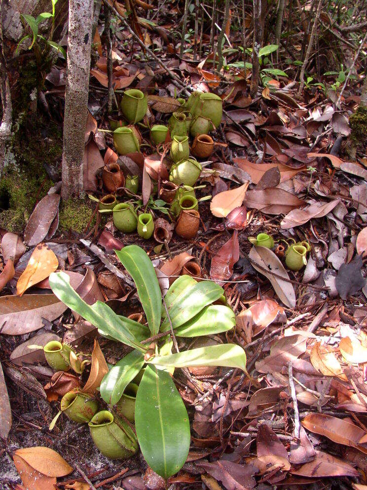 Image of Flask-Shaped Pitcher-Plant